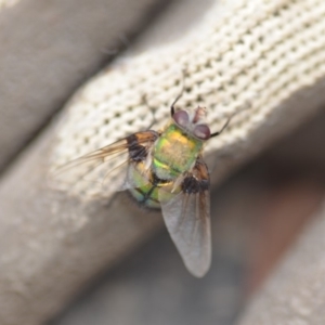 Rutilia (Chrysorutilia) formosa at Wamboin, NSW - 31 Jan 2019