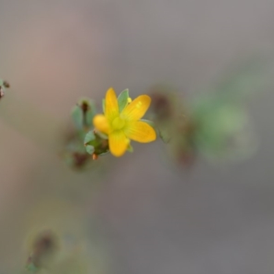 Hypericum gramineum (Small St Johns Wort) at Wamboin, NSW - 31 Jan 2019 by natureguy