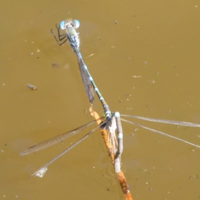 Austrolestes leda (Wandering Ringtail) at Watson Woodlands - 17 May 2019 by Christine