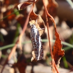 Utetheisa pulchelloides (Heliotrope Moth) at Watson, ACT - 17 May 2019 by Christine