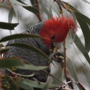 Callocephalon fimbriatum at Hughes, ACT - 12 May 2019