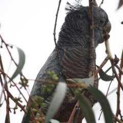 Callocephalon fimbriatum at Hughes, ACT - 12 May 2019