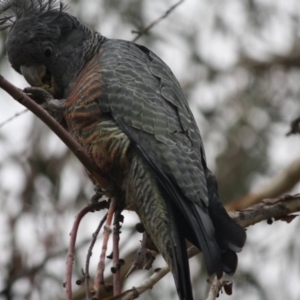 Callocephalon fimbriatum at Hughes, ACT - 12 May 2019