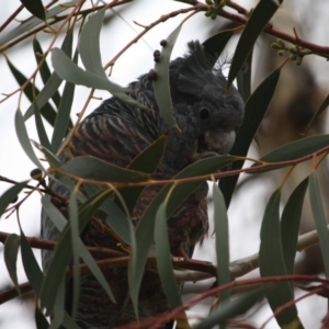 Callocephalon fimbriatum at Hughes, ACT - 12 May 2019