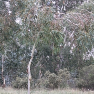 Callocephalon fimbriatum at Hughes, ACT - 12 May 2019