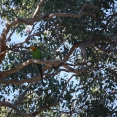 Polytelis swainsonii (Superb Parrot) at Deakin, ACT - 16 May 2019 by LisaH