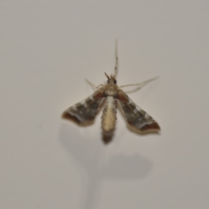 Sceliodes cordalis at Wamboin, NSW - 4 Feb 2019 09:11 AM