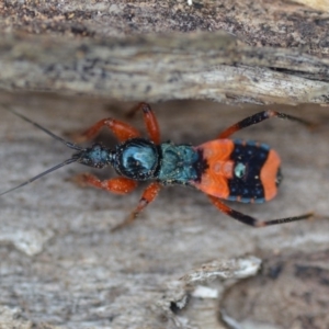 Ectomocoris patricius at Wamboin, NSW - 4 Feb 2019 06:18 PM