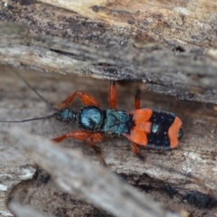 Ectomocoris patricius at Wamboin, NSW - 4 Feb 2019 06:18 PM