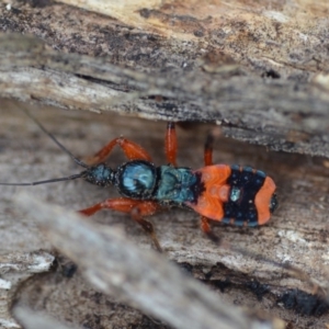 Ectomocoris patricius at Wamboin, NSW - 4 Feb 2019 06:18 PM