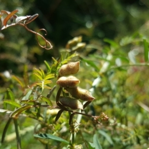 Vicia hirsuta at O'Malley, ACT - 18 May 2019