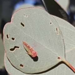 Rosopaella lopada (A leafhopper) at Symonston, ACT - 18 May 2019 by Mike