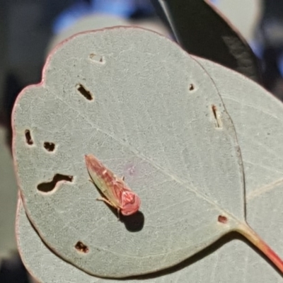 Rosopaella lopada (A leafhopper) at Symonston, ACT - 18 May 2019 by Mike