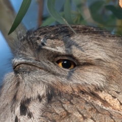 Podargus strigoides at Watson, ACT - 19 May 2019