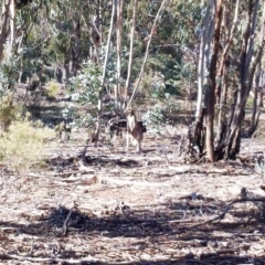 Macropus giganteus (Eastern Grey Kangaroo) at Hughes, ACT - 15 May 2019 by ruthkerruish