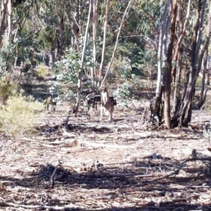 Macropus giganteus at Hughes, ACT - 15 May 2019