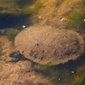 Chelodina longicollis at Stromlo, ACT - 19 May 2019 12:00 AM