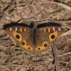 Junonia villida (Meadow Argus) at Stromlo, ACT - 19 May 2019 by kdm