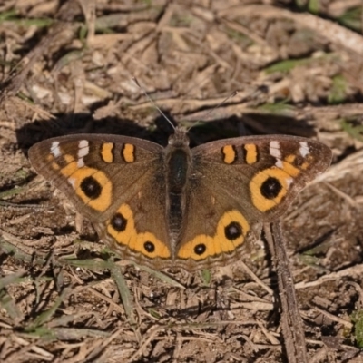 Junonia villida (Meadow Argus) at Stromlo, ACT - 18 May 2019 by kdm