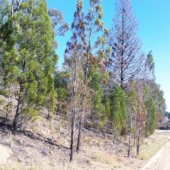 Callitris endlicheri (Black Cypress Pine) at Hughes, ACT - 15 May 2019 by ruthkerruish