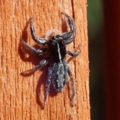 Holoplatys sp. (genus) (Unidentified Holoplatys jumping spider) at Spence, ACT - 19 May 2019 by Laserchemisty