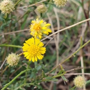 Calotis lappulacea at Cook, ACT - 19 May 2019