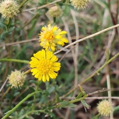 Calotis lappulacea (Yellow Burr Daisy) at Cook, ACT - 19 May 2019 by AaronClausen