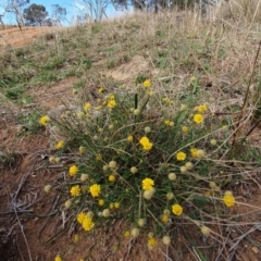 Calotis lappulacea at Cook, ACT - 19 May 2019