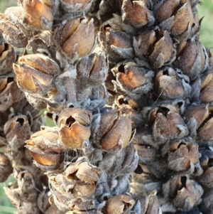 Verbascum thapsus subsp. thapsus at Cook, ACT - 19 May 2019 01:54 PM