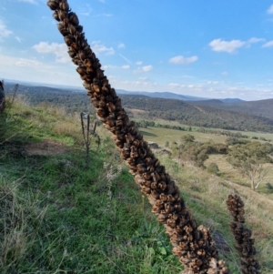 Verbascum thapsus subsp. thapsus at Cook, ACT - 19 May 2019 01:54 PM