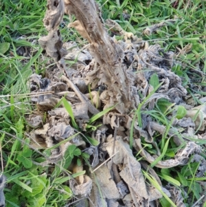 Verbascum thapsus subsp. thapsus at Cook, ACT - 19 May 2019