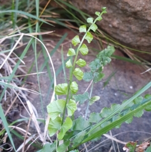 Asplenium flabellifolium at Dunlop, ACT - 19 May 2019