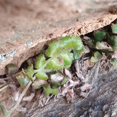 Asplenium subglandulosum (Blanket Fern) at Dunlop, ACT - 19 May 2019 by AaronClausen