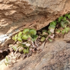 Pleurosorus rutifolius at Dunlop, ACT - 19 May 2019