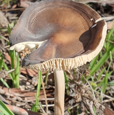 Oudemansiella gigaspora group (Rooting Shank) at Cook, ACT - 19 May 2019 by AaronClausen