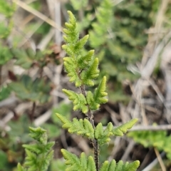 Cheilanthes distans at Hawker, ACT - 19 May 2019 02:03 PM