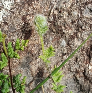 Cheilanthes distans at Hawker, ACT - 19 May 2019