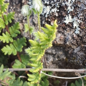 Cheilanthes distans at Hawker, ACT - 19 May 2019 02:03 PM