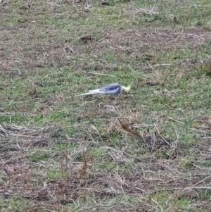 Nymphicus hollandicus at Cook, ACT - 19 May 2019