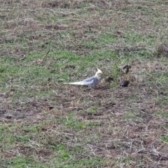 Nymphicus hollandicus at Cook, ACT - 19 May 2019