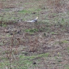 Nymphicus hollandicus at Cook, ACT - 19 May 2019