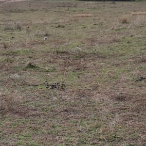 Nymphicus hollandicus at Cook, ACT - 19 May 2019 02:25 PM