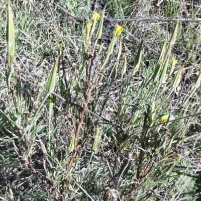 Tragopogon dubius (Goatsbeard) at Hughes, ACT - 15 May 2019 by ruthkerruish