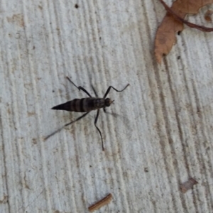 Boreoides subulatus at Spence, ACT - 5 May 2019 11:09 AM