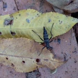 Boreoides subulatus at Spence, ACT - 5 May 2019