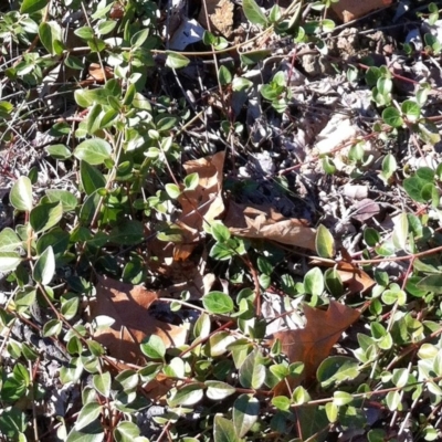 Vinca major (Blue Periwinkle) at Hughes, ACT - 15 May 2019 by ruthkerruish