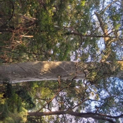 Corymbia maculata (Spotted Gum) at South Durras, NSW - 19 May 2019 by BecHorridge