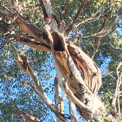 Callocephalon fimbriatum (Gang-gang Cockatoo) at GG229 - 19 May 2019 by KL