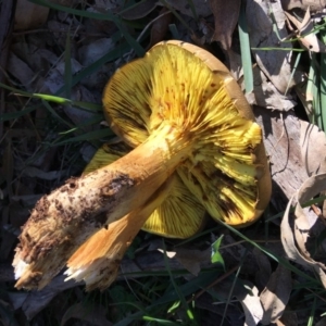 Phylloporus sp. at Red Hill, ACT - 19 May 2019 12:26 PM