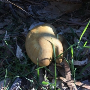 Phylloporus sp. at Red Hill, ACT - 19 May 2019 12:26 PM